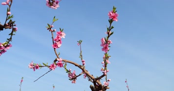 开花 花朵 春暖花开 春天桃花 粉色 花 开花 花朵 春暖花开 春天桃花 粉色 花