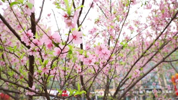开花 花朵 春暖花开 春天桃花 粉色 花 自然