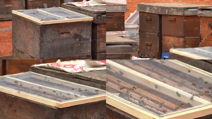 4K蜂场蜂箱意蜂养殖