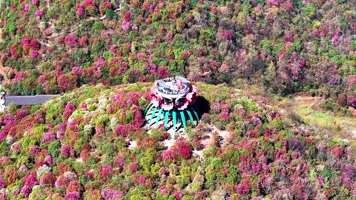 4K航拍贵州毕节杜鹃花最美风光