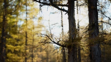 4K实拍松树林漏光逆光唯美风景镜头