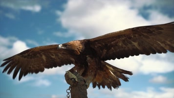 4K实拍鹰展翅翱翔训鹰视频展翅高飞 4K实拍鹰展翅翱翔训鹰视频展翅高飞