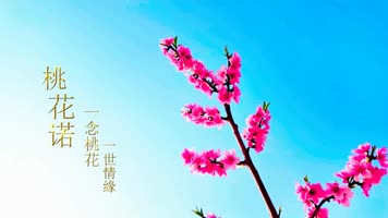 桃花诺古风视频工程模版