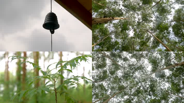 大树 阳光 森林 树林 树林光影 植物