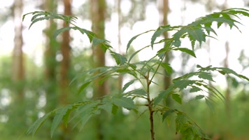 大树 阳光 森林 树林 树林光影 植物 大树 阳光 森林 树林 树林光影 植物