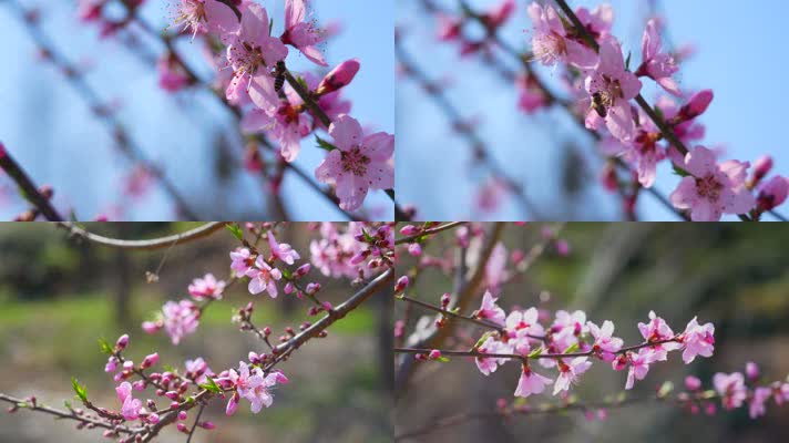 春天桃花盛开蜜蜂采蜜溪水香浦