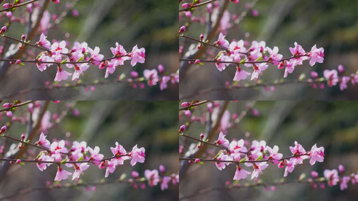 春季桃花盛开