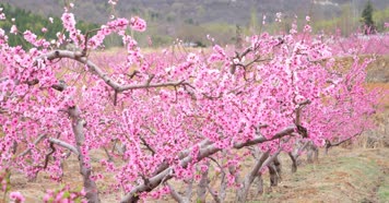 桃花 桃花林 桃花树 桃花源 花朵 桃花朵朵 桃花 桃花林 桃花树 桃花源 花朵 桃花朵朵