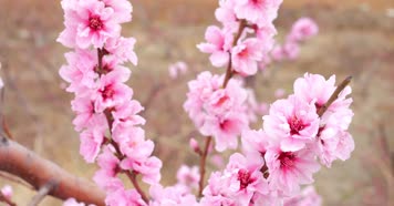 桃花 桃花林 桃花树 桃花源 花朵 桃花朵朵 桃花 桃花林 桃花树 桃花源 花朵 桃花朵朵