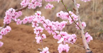桃花 桃花林 桃花树 桃花源 花朵 桃花朵朵 桃花 桃花林 桃花树 桃花源 花朵 桃花朵朵