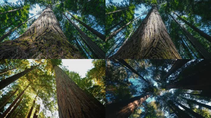 参天大树