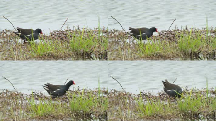 沼泽湿地野生黑水鸡秧鸡