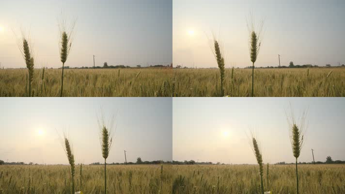 春末夏初农村田野小麦成熟
