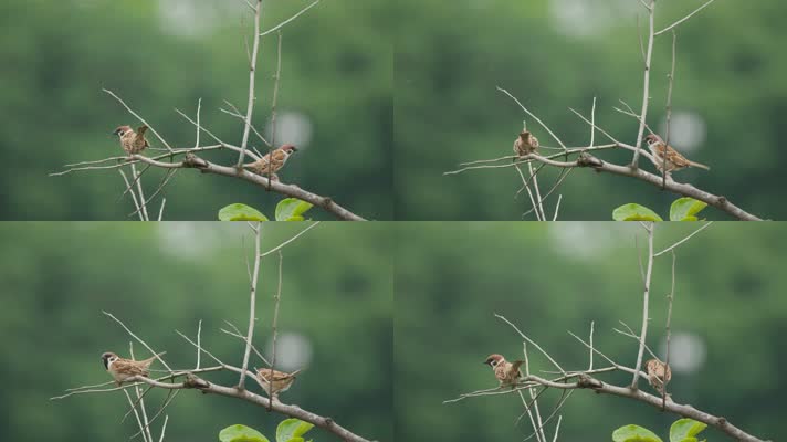 自然界中可爱的麻雀飞禽