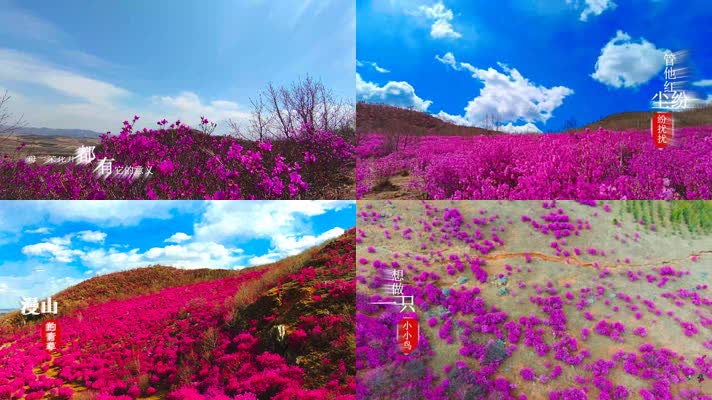 兴安岭高山杜鹃