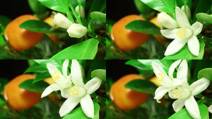 橙花盛开橙子橘子柑橘4K1