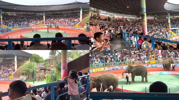 「有版权」原创上海野生动物园游玩合集4K
