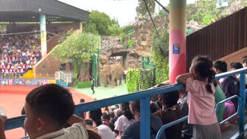 「有版权」原创上海野生动物园游玩合集4K