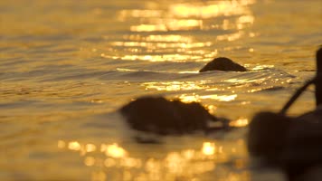「有版权」傍晚的水面光影4K