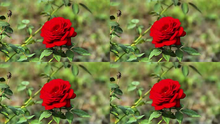 高清4k视频玫瑰花