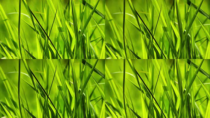 春天绿色的草丛视频