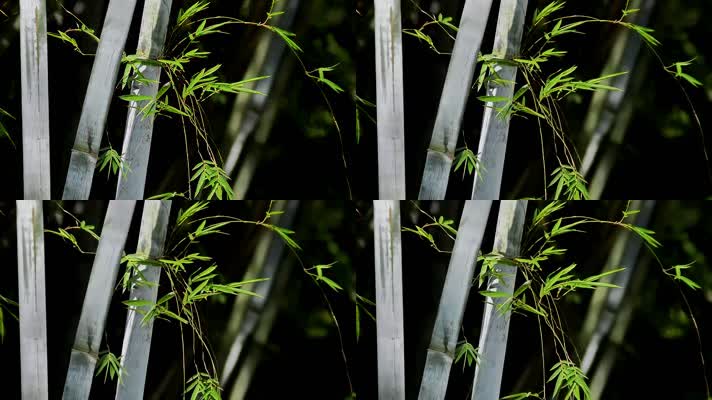 竹子竹林里的绿叶视频