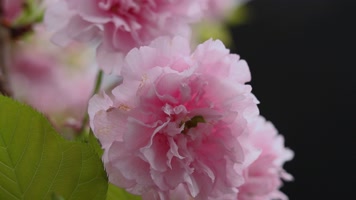 春天盛开的樱花合集