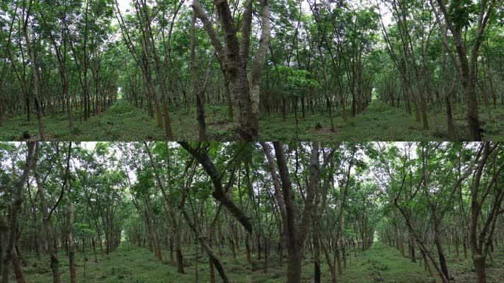 海南橡胶树林视频