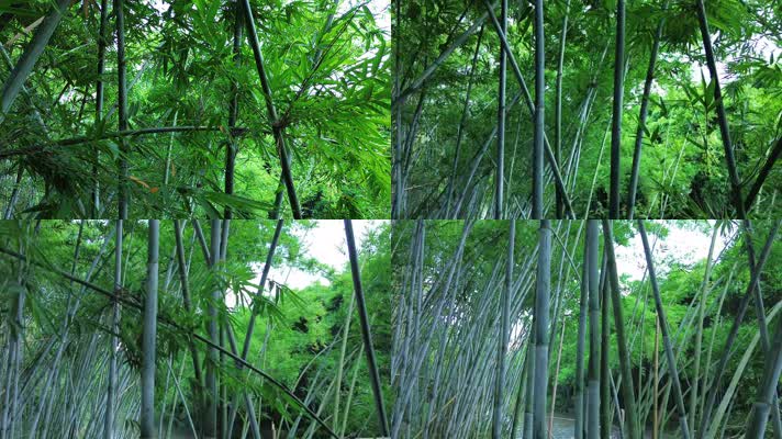 春天里的竹子竹林视频