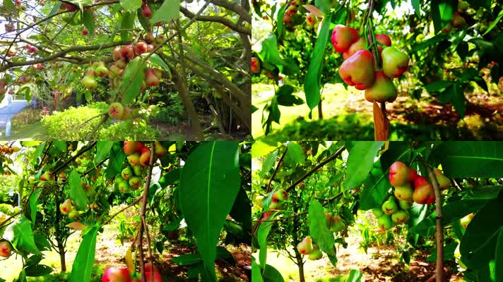 果树上的水果 