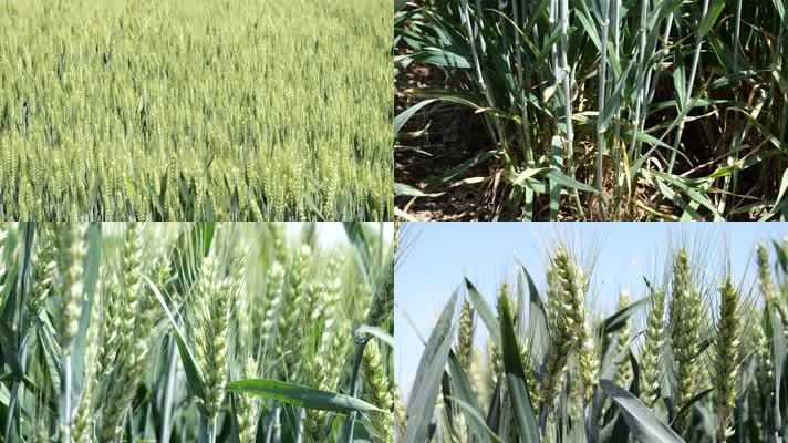 农业 麦子 生长 生机勃勃 小麦 农作物 粮食