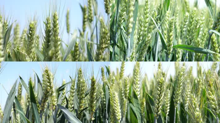 农业麦子生长生机勃勃小麦农作物粮