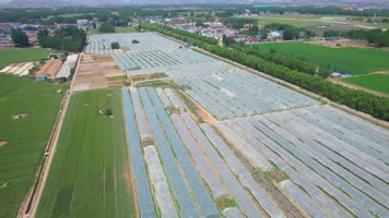 航拍红薯地 航拍大棚地瓜种植 地瓜 蜜薯 大