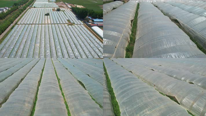 航拍红薯地 航拍大棚地瓜种植 地瓜 蜜薯 大