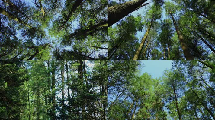 绿色森林阳光自然生态