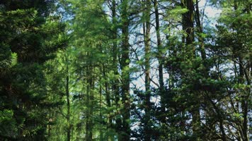 绿色森林阳光自然生态 绿色森林阳光自然生态