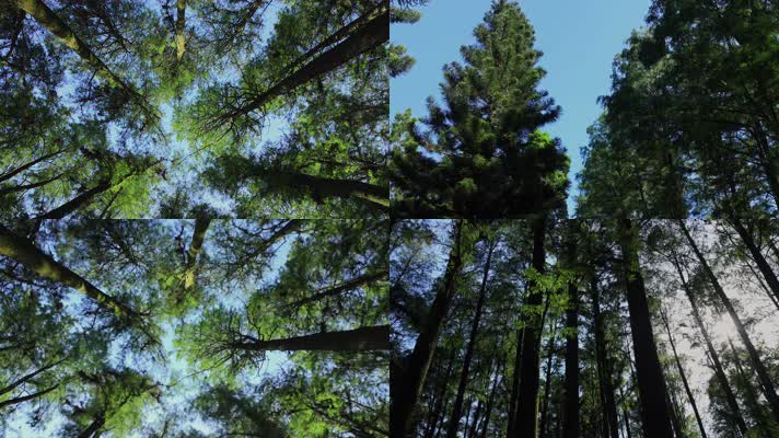 绿色森林阳光自然生态