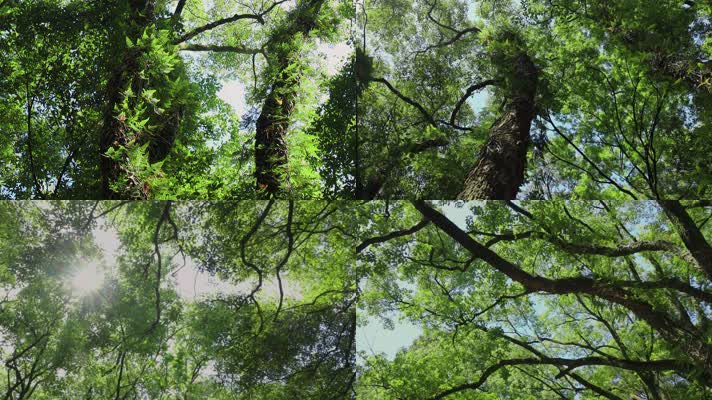 绿色森林阳光自然生态