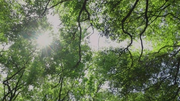 绿色森林阳光自然生态 绿色森林阳光自然生态