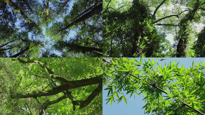 绿色森林阳光自然生态