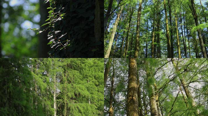 绿色森林阳光树林风景