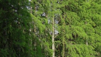 绿色森林阳光树林风景 绿色森林阳光树林风景