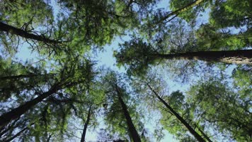 绿色森林阳光树林风景 绿色森林阳光树林风景