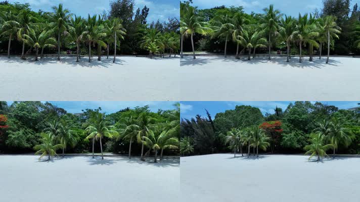 视频 海南风光沙滩椰子树   