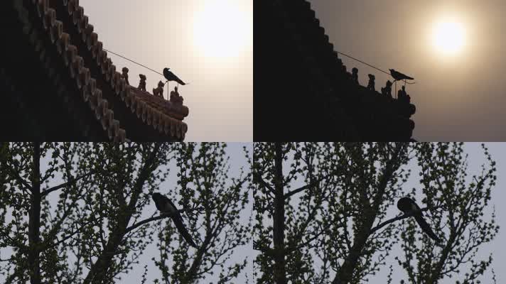 紫禁城屋脊鸟喜鹊光影