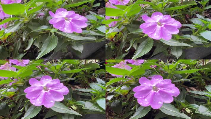 紫色的花鲜花野外唯美植物