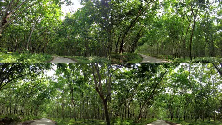 海南橡胶树橡胶林视频