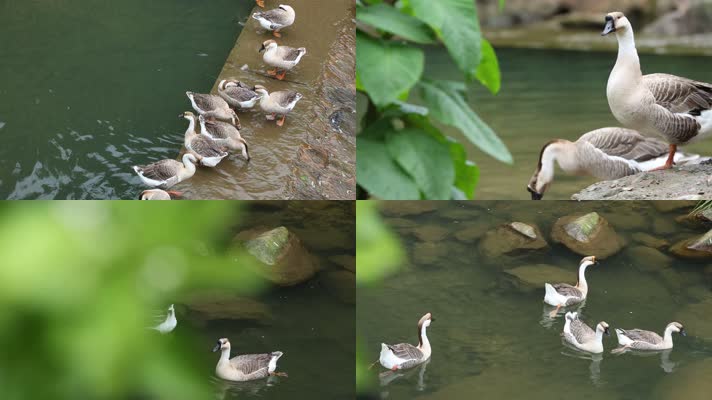 生活在秀山丽水的鸭子