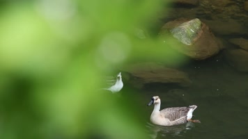 生活在秀山丽水的鸭子