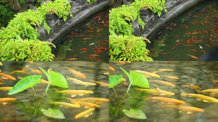 生态池塘养鱼锦鲤珍贵鱼群